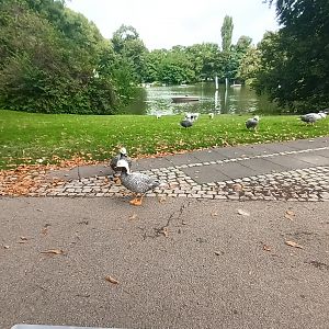 General View of Zoo Lake, Boat Ride and freeroaming Geese