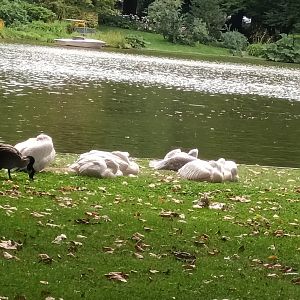 Freeroaming Dalmatian Pelicans and Bar headed Geese
