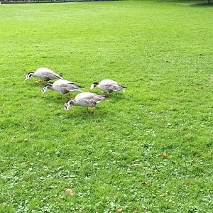 Freeroaming Bar headed Geese