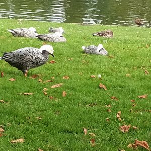 Freeraoming Emperor Geese