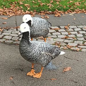 Freeroaming Emperor Geese