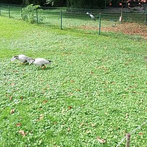 Freeroaming Bar headed Geese and Enclosures of Demoiselle Crane and Caribbean Flamingo behind