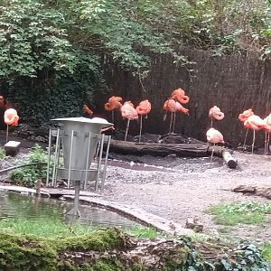 Caribbean Flamingo Enclosure
