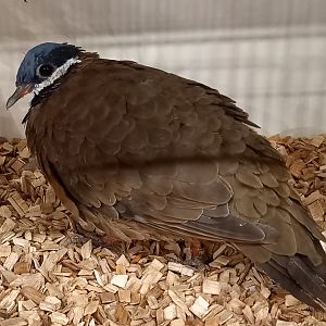 Blue-headed quial-dove