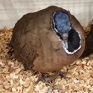 Blue-headed quail-dove