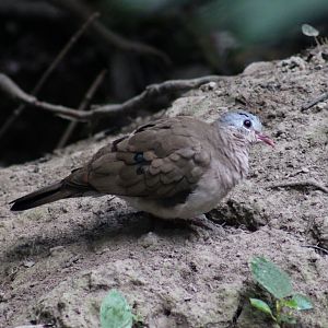 Blue-spotted wood-dove - Turtur afer