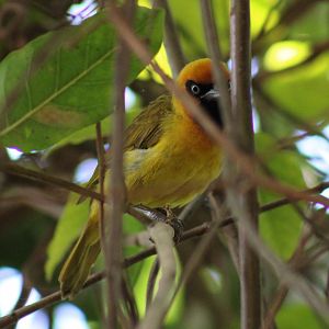 Olive-backed weaver - Ploceus brachypterus