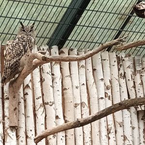 Eurasian Eagle Owl