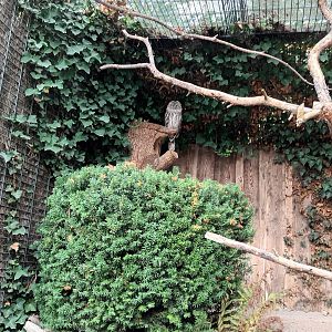 Ural Owl Aviary