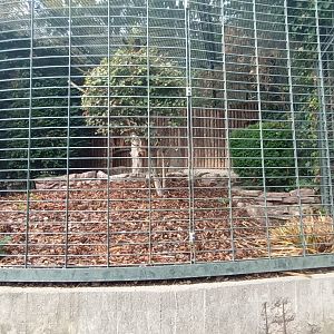 Spectacled Owl Aviary
