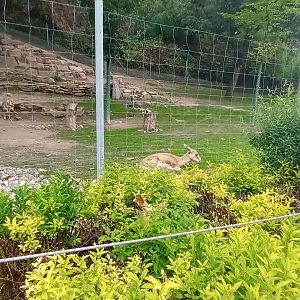 Second part of Goitered Gazelle Enclosure