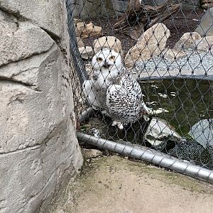 Snowy Owl