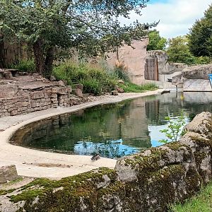 Magellanic Penguin, Common Eider and Smew Enclosure