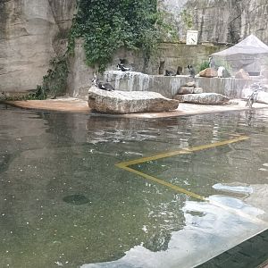 Humboldt Penguin Enclosure
