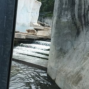 Polar Bear Enclosure