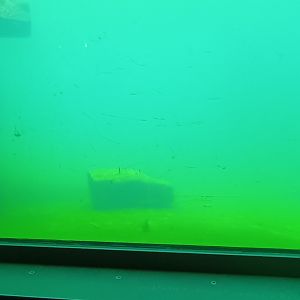 Underwater Viewing California Sea Lion