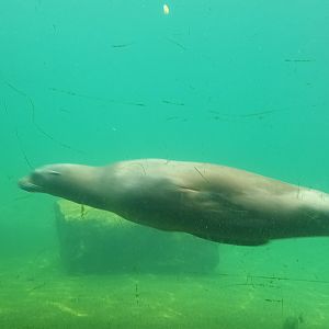 Diving California Sea Lion