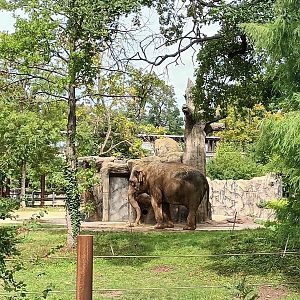 Asian Elephant