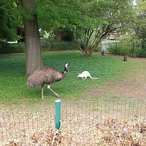 Emu and Frank the white Bennetts Wallaby