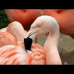 Cleveland Metroparks Zoo 2017 - YouTube