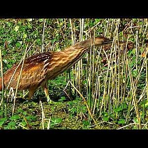 Sweetwater Wetlands Park - YouTube