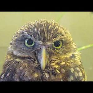 National Aviary 2017 - YouTube