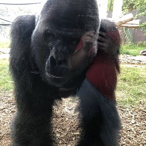 Gorilla