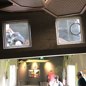 Gorilla in Tunnel