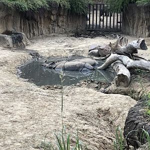 Indian Rhinos in Mud