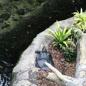 Softshell Turtle Out of Water