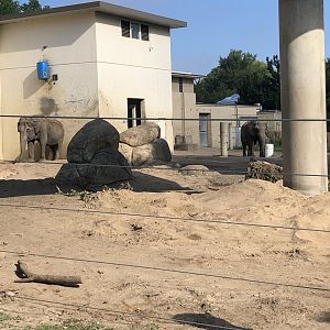 Elephant Exhibit
