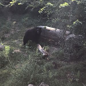 Black Bear