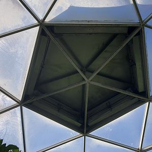 Sloths at the Top of Tropical Rainforest Dome