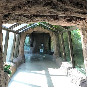 Lianas Forest Tunnel