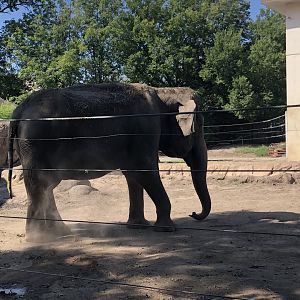Asian Elephant