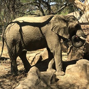 Ramadiba, African Elephant (Loxodonta Africana)
