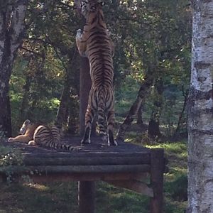 Amur tigers (12 October 2013)