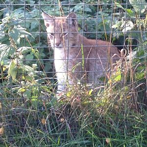 Eurasian lynx (12 October 2013)