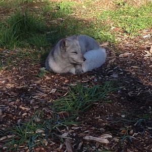 Arctic fox (12 October 2013)