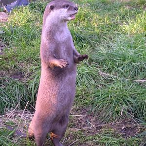 ASCO (8th November 2009)