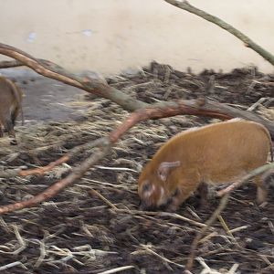 Red river hog (8th November 2009)