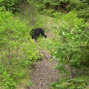 American black bear, Cape Bretton (4th August 2004)
