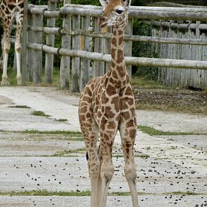 Baby giraffe