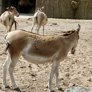 Onagers