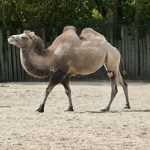 Bactrian camel