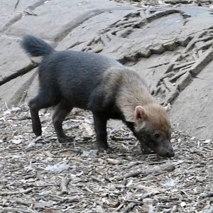 Bush dog