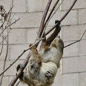 Two toed sloth