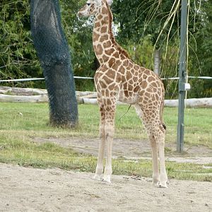 Baby giraffe