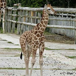 Baby giraffe
