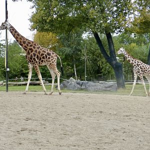 Giraffes